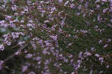 Load image into Gallery viewer, ASTARTEA WINTER PINK 14CM POT