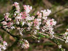 Load image into Gallery viewer, MICROMYRTUS CILIATA PROSTRATE SPRING DRIFTER 14CM POT
