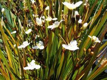 Load image into Gallery viewer, LIBERTIA TAUPO BLAZE 18CM POT