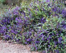 Load image into Gallery viewer, HARDENBERGIA HAPPY WANDERER 14CM POT