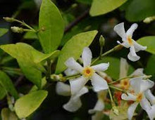 Load image into Gallery viewer, TRACHELOSPERMUM ASIATICUM 14CM POT