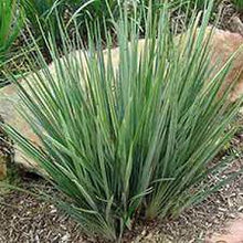 Load image into Gallery viewer, DIANELLA REVOLUTA LITTLE REV 14CM POT