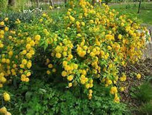 Load image into Gallery viewer, KERRIA JAPONICA 20CM POT