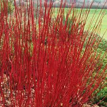Load image into Gallery viewer, RED STEM DOGWOOD - CORNUS ALBA SIBIRICA 20CM POT 80CM TALL