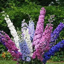 Load image into Gallery viewer, DELPHINIUM PACIFIC GIANT 14CM POT
