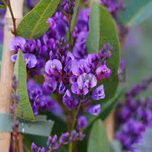 Load image into Gallery viewer, HARDENBERGIA HAPPY WANDERER 14CM POT