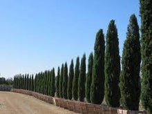 Load image into Gallery viewer, PENCIL PINE - CUPRESSUS SEMPERVIRENS GLAUCA 25CM POT