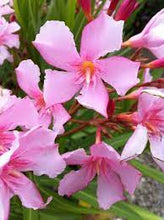Load image into Gallery viewer, OLEANDER SINGLE PINK 20CM POT