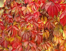 Load image into Gallery viewer, VIRGINIA CREEPER - PARTHENOCISSUS QUINQUEFOLIA 20CM POT
