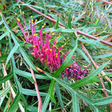 Load image into Gallery viewer, GREVILLEA BRONZE RAMBLER 15CM POT