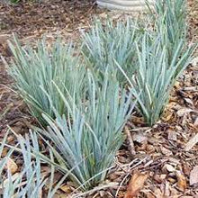 Load image into Gallery viewer, LOMANDRA GLAUCA BLUE RIDGE 15CM POT