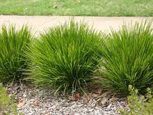 Load image into Gallery viewer, LOMANDRA LITTLE LIME 14CM POT - SMALL PLANTS.