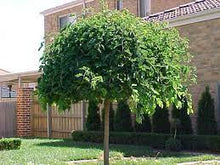 Load image into Gallery viewer, WEEPING MULBERRY - MORUS ALBA 50CM POT