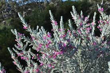 Load image into Gallery viewer, EREMOPHILIA PINK PANTHA GRFT 20CM POT