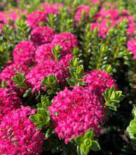 Load image into Gallery viewer, PINK RICE FLOWER - PIMELEA MAGENTA MIST 15CM POT