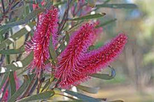 Load image into Gallery viewer, HAKEA FRANCISIANA 20CM POT