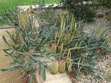 Load image into Gallery viewer, BANKSIA PETIOLARIS 14CM POT