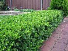 Load image into Gallery viewer, KOREAN OR DWARF JAPANESE BOX - BUXUS MICROPHYLLA MICROPHYLLA 20CM POT