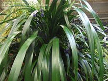 Load image into Gallery viewer, DIANELLA EMERALD ARCH 14CM POT