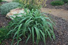 Load image into Gallery viewer, DIANELLA TASMANICA CHERRY RED 140CM POT