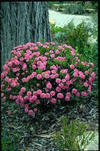 Load image into Gallery viewer, PINK RICE FLOWER - PIMELEA MAGENTA MIST 15CM POT
