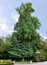 Load image into Gallery viewer, GINKGO BILOBA 50LTR POT - ADVANCED