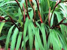 Load image into Gallery viewer, DIANELLA TASMANICA CHERRY RED 140CM POT