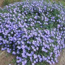Load image into Gallery viewer, CONVOLVULUS ELITE BEAUTY 15CM POT