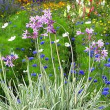 Load image into Gallery viewer, SOCIETY GARLIC - TULBAGHIA VARIEGATED LEAF 14CM POT