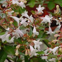 Load image into Gallery viewer, ABELIA GRANDIFLORA NANA 20CM POT