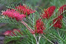 Load image into Gallery viewer, GREVILLEA HOOKERIANA RED HOOKS 14CM POT