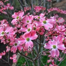 Load image into Gallery viewer, PINK DOGWOOD - CORNUS FLORIDA RUBRA 25CM POT