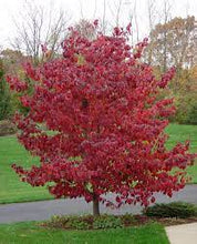 Load image into Gallery viewer, PINK DOGWOOD - CORNUS FLORIDA RUBRA 25CM POT