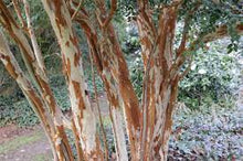 Load image into Gallery viewer, MYRTUS LUMA 20CM POT