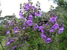 Load image into Gallery viewer, PROSTANTHERA ROTUNDIFOLIA PURPLE 14CM POT