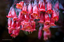 Load image into Gallery viewer, KALANCHOE BASKET 27CM HANGING BASKET