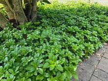 Load image into Gallery viewer, PACHYSANDRA TERMINALIS - JAPANESE SPURGE 17CM POT