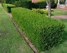 Load image into Gallery viewer, ENGLISH BOX - BUXUS SEMPERVIRENS 20CM POT