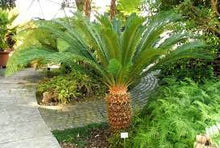Load image into Gallery viewer, CYCAD - CYCAS REVOLUTA 33CM POT