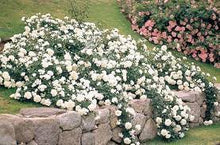 Load image into Gallery viewer, ROSE MEIDILAND WHITE 14CM POT