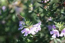 Load image into Gallery viewer, WESTRINGIA AUSSIE BOX 14CM POT