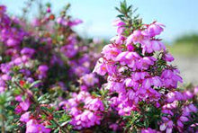 Load image into Gallery viewer, BAUERA ROSE CARPET 14CM POT