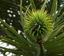 Load image into Gallery viewer, WOLLEMI PINE TREE 20CM POT