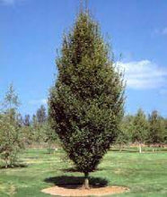 Load image into Gallery viewer, COLUMNAR HORNBEAM - CARPINUS BETULUS FASTIGIATA 40CM POT
