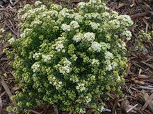 Load image into Gallery viewer, LEIONEMA GREEN SCREEN 14CM POT