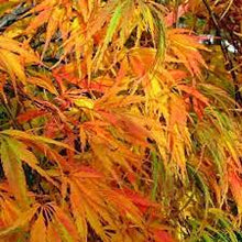 Load image into Gallery viewer, WEEPING MAPLE WATERFALL 40CM POT