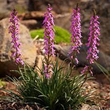 Load image into Gallery viewer, TRIGGER PLANT - STYLIDIUM GRAMINIFOLIUM 14CM POT
