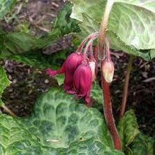 Load image into Gallery viewer, PODOPHYLLUM SPOTTY DOTTY 14CM POT
