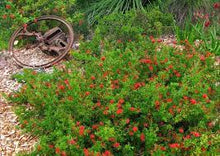 Load image into Gallery viewer, GREVILLEA NEW BLOOD 14CM POT