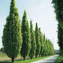 Load image into Gallery viewer, GREEN PILLAR PIN OAK - QUERCUS PALUSTRIS PRINGREEN 33CM POT